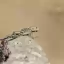 Lizard hidden in the rock  screen for extension Chrome web store in OffiDocs Chromium
