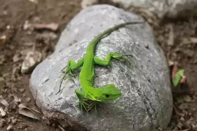 Free download Lizard Iguana -  free photo or picture to be edited with GIMP online image editor