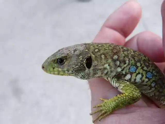 Free download Lizard Ocellated Quad -  free photo or picture to be edited with GIMP online image editor
