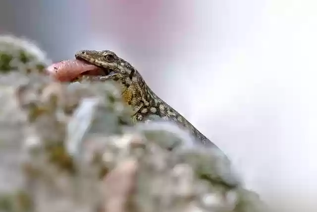 Free download lizard reptile animal nature fauna free picture to be edited with GIMP free online image editor