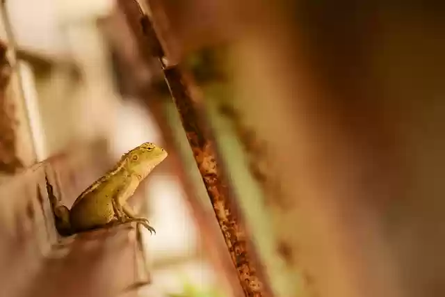 Free download lizard reptile animal wildlife free picture to be edited with GIMP free online image editor