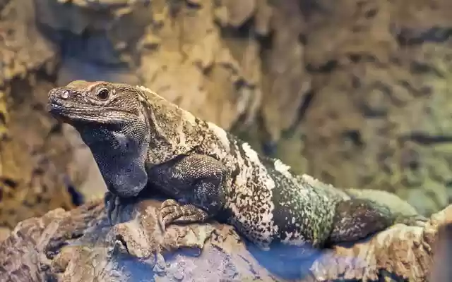 Free download lizard reptile rocks close up paws free picture to be edited with GIMP free online image editor