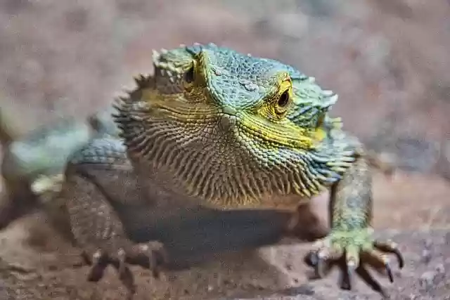 Free download lizard reptile species fauna free picture to be edited with GIMP free online image editor