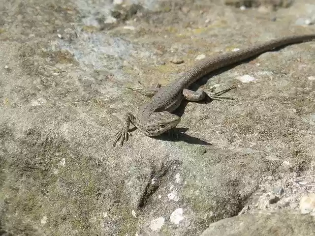 Free download Lizard Sargantana Rock -  free photo or picture to be edited with GIMP online image editor