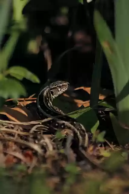 Free download lizard scales animal venom nature free picture to be edited with GIMP free online image editor