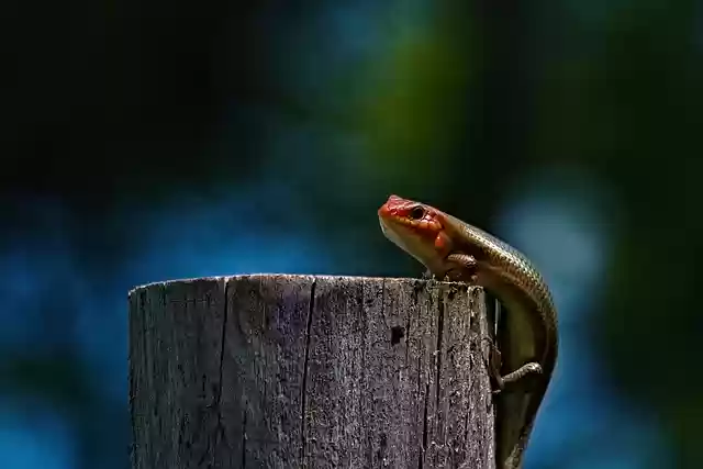 Free download lizard skink reptile animal free picture to be edited with GIMP free online image editor