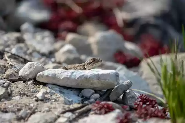 Free download lizard stone africa bokeh reptile free picture to be edited with GIMP free online image editor