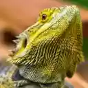 LIZARD THEME  screen for extension Chrome web store in OffiDocs Chromium