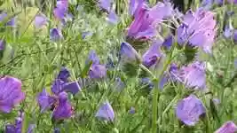 Free download Llano Clara La Palma Cc0 Echium -  free video to be edited with OpenShot online video editor