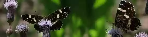 Gratis download Lndkärtchen Araschnia Levana gratis fotosjabloon om te bewerken met GIMP online afbeeldingseditor