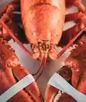 Free download lobster-640x747 free photo or picture to be edited with GIMP online image editor