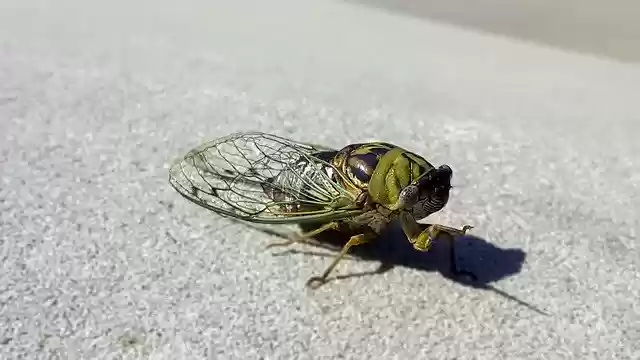 Locust Insect Grasshopper'ı ücretsiz indirin - GIMP çevrimiçi resim düzenleyici ile düzenlenecek ücretsiz fotoğraf veya resim