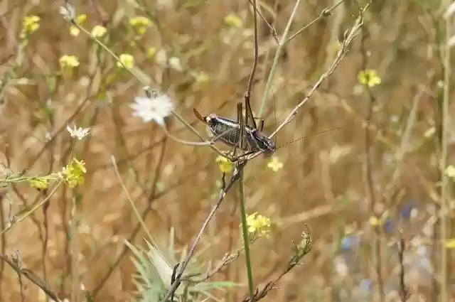 Free download Locusts Grass Insect -  free photo or picture to be edited with GIMP online image editor