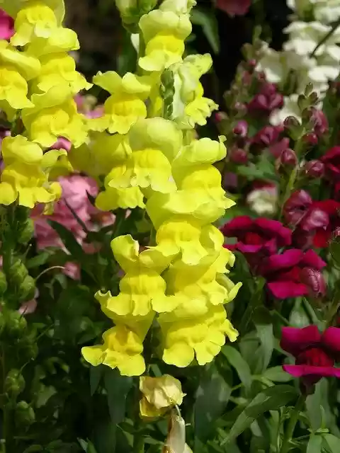 Free download Loewenmaeulchen Flower Blossom -  free free photo or picture to be edited with GIMP online image editor