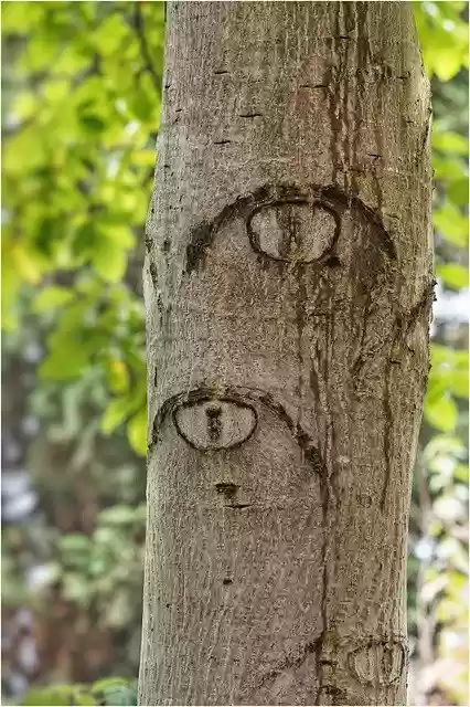 Free download Log Eyes Bark -  free photo or picture to be edited with GIMP online image editor