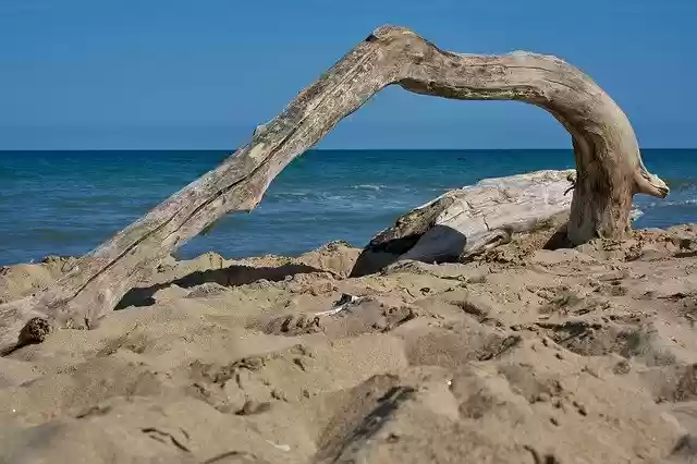 Free download Log Root Wood -  free free photo or picture to be edited with GIMP online image editor