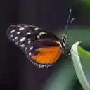 Lone Butterfly  screen for extension Chrome web store in OffiDocs Chromium
