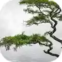 lonely tropical tree valley nelliyampathy hills kerala india  screen for extension Chrome web store in OffiDocs Chromium