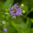 Lone Purple Flower  screen for extension Chrome web store in OffiDocs Chromium