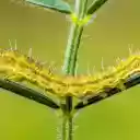 Long Caterpillar  screen for extension Chrome web store in OffiDocs Chromium Long Caterpillar  screen for extension Chrome web store in OffiDocs Chromium