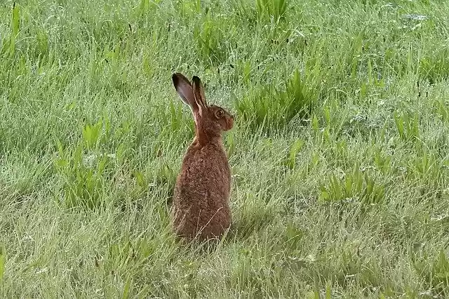 Скачать бесплатно Long Eared Hare Rabbit - бесплатное фото или изображение для редактирования с помощью онлайн-редактора GIMP