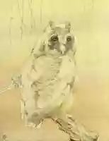 Free download Long-Eared Owl, Baby Bird by E J Detmold (ca 1900) free photo or picture to be edited with GIMP online image editor