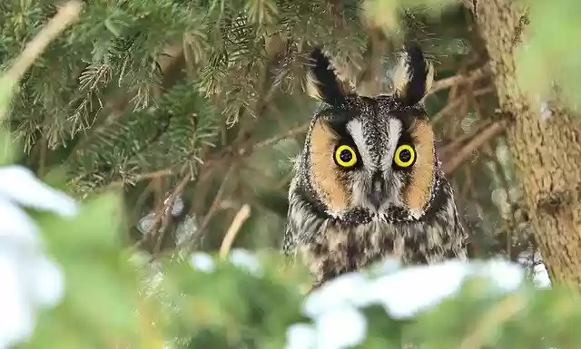 Free download Long Eared Owl Forest -  free photo or picture to be edited with GIMP online image editor