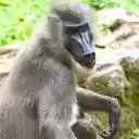 Long faced monkey  screen for extension Chrome web store in OffiDocs Chromium