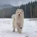 Long haired white dog  screen for extension Chrome web store in OffiDocs Chromium