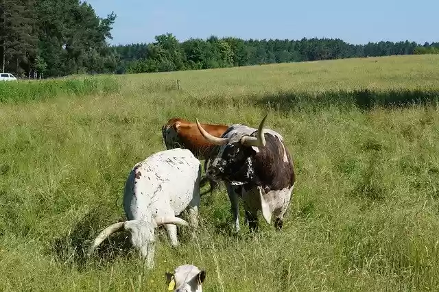 Free download Longhorn Cow Pasture -  free photo or picture to be edited with GIMP online image editor