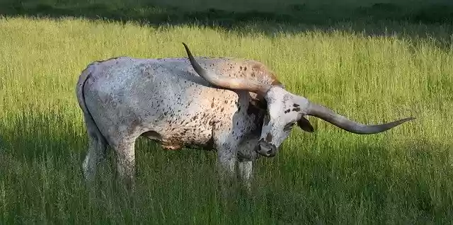 Free download Longhorn Texas Cattle -  free photo or picture to be edited with GIMP online image editor