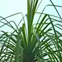 Long Leaf Plant  screen for extension Chrome web store in OffiDocs Chromium