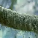 Long moss on wood trunk  screen for extension Chrome web store in OffiDocs Chromium