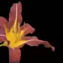 Long petal flowers  screen for extension Chrome web store in OffiDocs Chromium