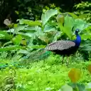 Long tailed Peacock  screen for extension Chrome web store in OffiDocs Chromium