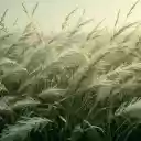 Long tall grass field  screen for extension Chrome web store in OffiDocs Chromium