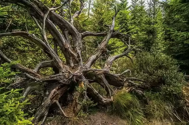 Free download Lothar Path Aesthetic Tree Root -  free photo or picture to be edited with GIMP online image editor