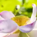 Lotus and small dais  screen for extension Chrome web store in OffiDocs Chromium