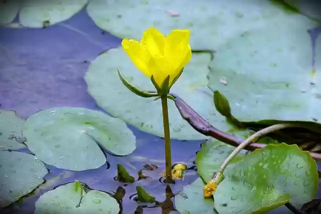 Free download Lotus Aquatic Plant Lake Pond -  free photo or picture to be edited with GIMP online image editor