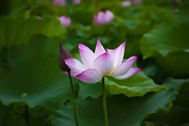Free download lotus flower bud plant pink flower free picture to be edited with GIMP free online image editor