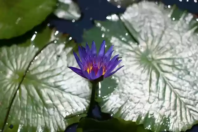 Free download lotus flower nature depression free picture to be edited with GIMP free online image editor