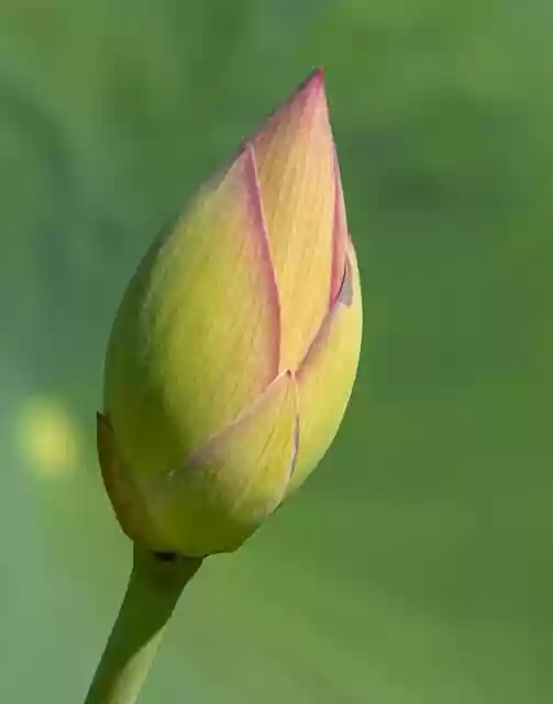 Free download lotus flower plant flora petals free picture to be edited with GIMP free online image editor