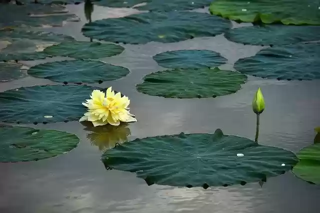 Free download Lotus Flowers Blooming Water -  free photo or picture to be edited with GIMP online image editor