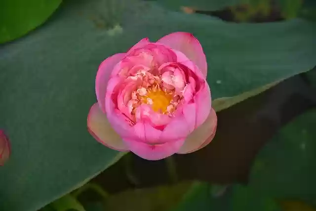 Free download Lotus Flowers Throat Red -  free photo or picture to be edited with GIMP online image editor