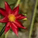 Lotus petal dahlia  screen for extension Chrome web store in OffiDocs Chromium