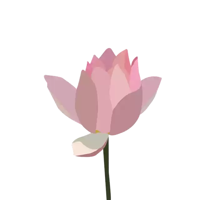 Free download Lotus Pink Flower -  free photo or picture to be edited with GIMP online image editor