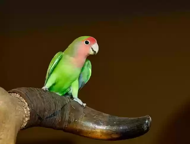Free download lovebird bird nature free picture to be edited with GIMP free online image editor