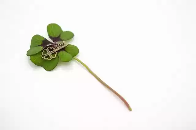 Free download love four leaf clover luck lucky free picture to be edited with GIMP free online image editor