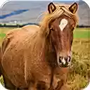 Love Horses  screen for extension Chrome web store in OffiDocs Chromium