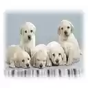 Lovely Dogs Wisdom Panel  screen for extension Chrome web store in OffiDocs Chromium